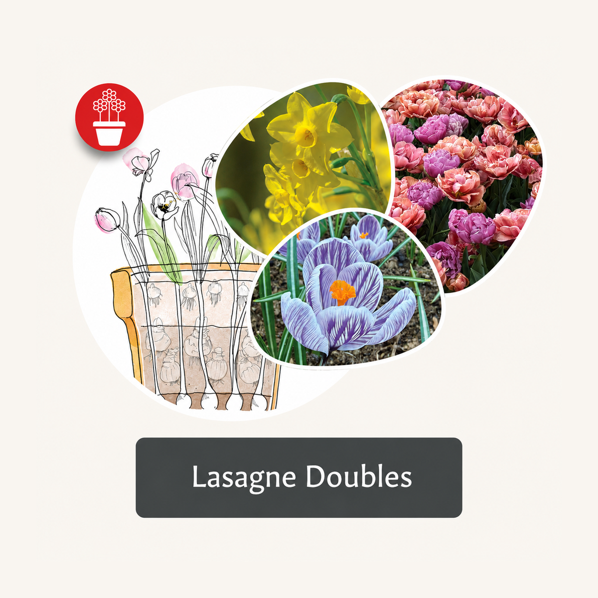 Haustlaukablanda - Lasagne Doubles - 48 stk