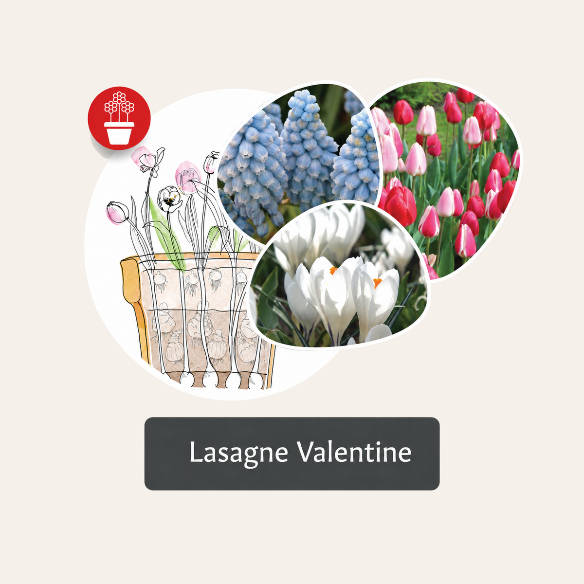 Haustlaukablanda - Lasagne Valentine - 48 stk